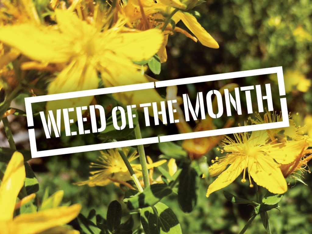 Close-up of bright yellow flowers with thin, delicate petals and numerous stamens. Overlaid text reads WEED OF THE MONTH in a bold, white font. The background shows blurred green foliage.