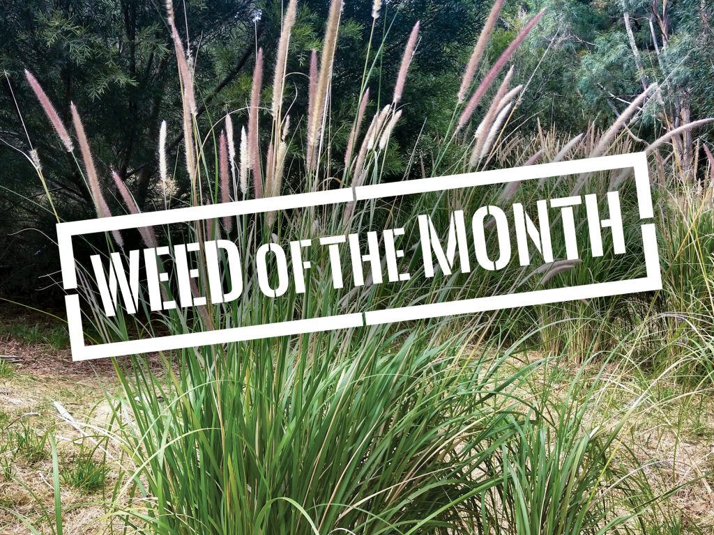 Tall grass with long, slender seed heads displayed in a garden setting, labeled WEED OF THE MONTH in bold white letters across the image. Forested background with dense green foliage.