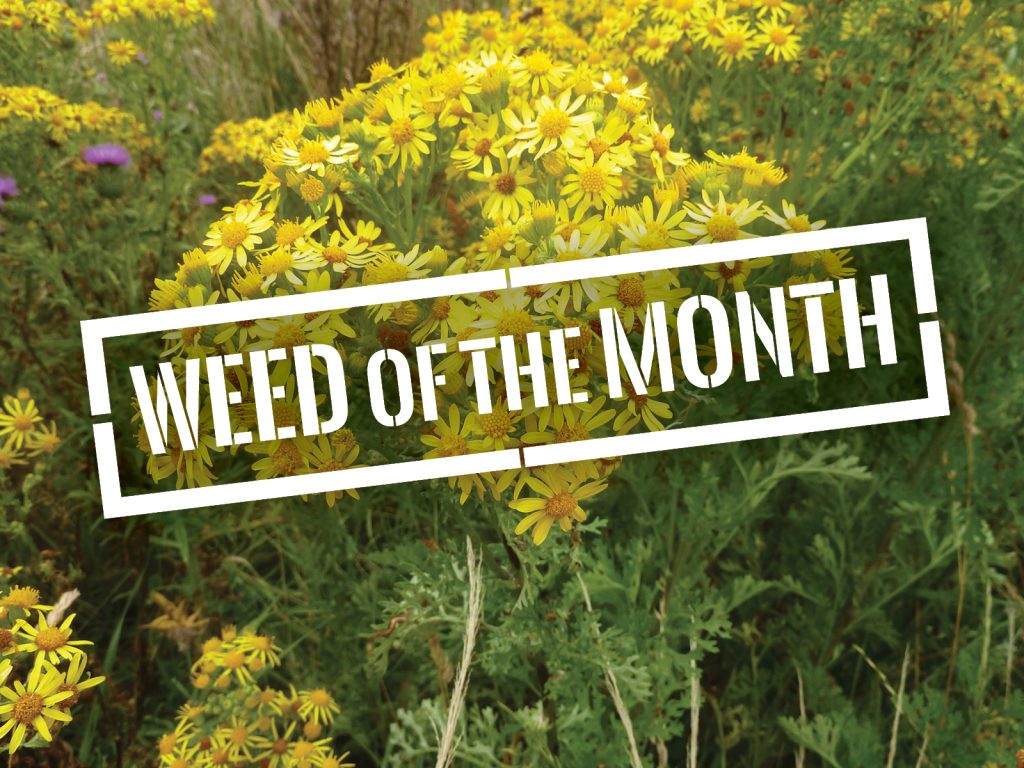 Yellow wildflowers labeled Weed of the Month in bold text on a white rectangular overlay. The flowers have small, daisy-like blooms clustered together among green foliage.