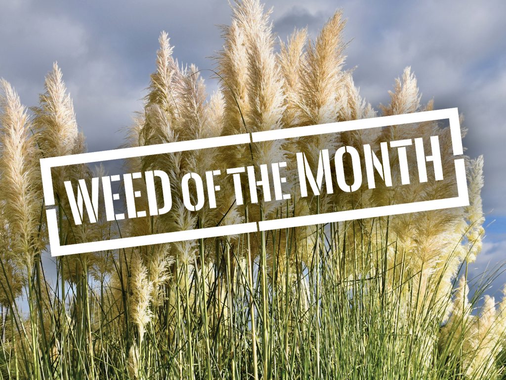A field of tall, fluffy pampas grass with a cloudy sky in the background. Overlaid text reads WEED OF THE MONTH in bold, white letters.