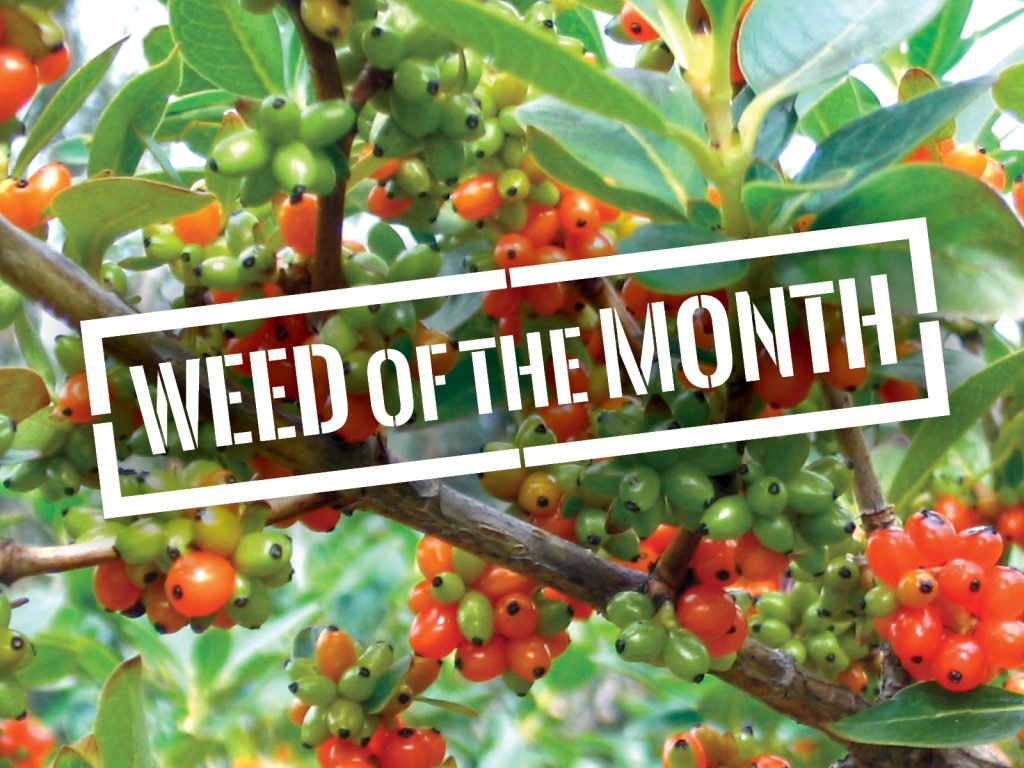 Clusters of small green and red berries surrounded by green leaves on branches. The text Weed of the Month is overlaid in white, bold letters encased in a rectangular border. The background is blurred foliage.