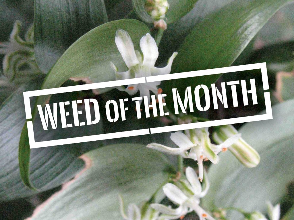 Close-up of a green leafy plant with small white flowers. Overlaid text in bold, stencil-style font reads WEED OF THE MONTH.