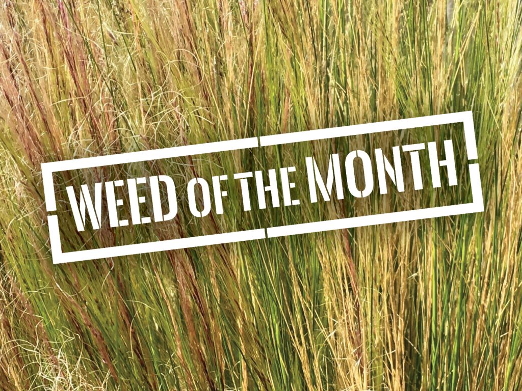 A close-up of tall, green and brown grasses with the text WEED OF THE MONTH in bold, white letters displayed across the image.