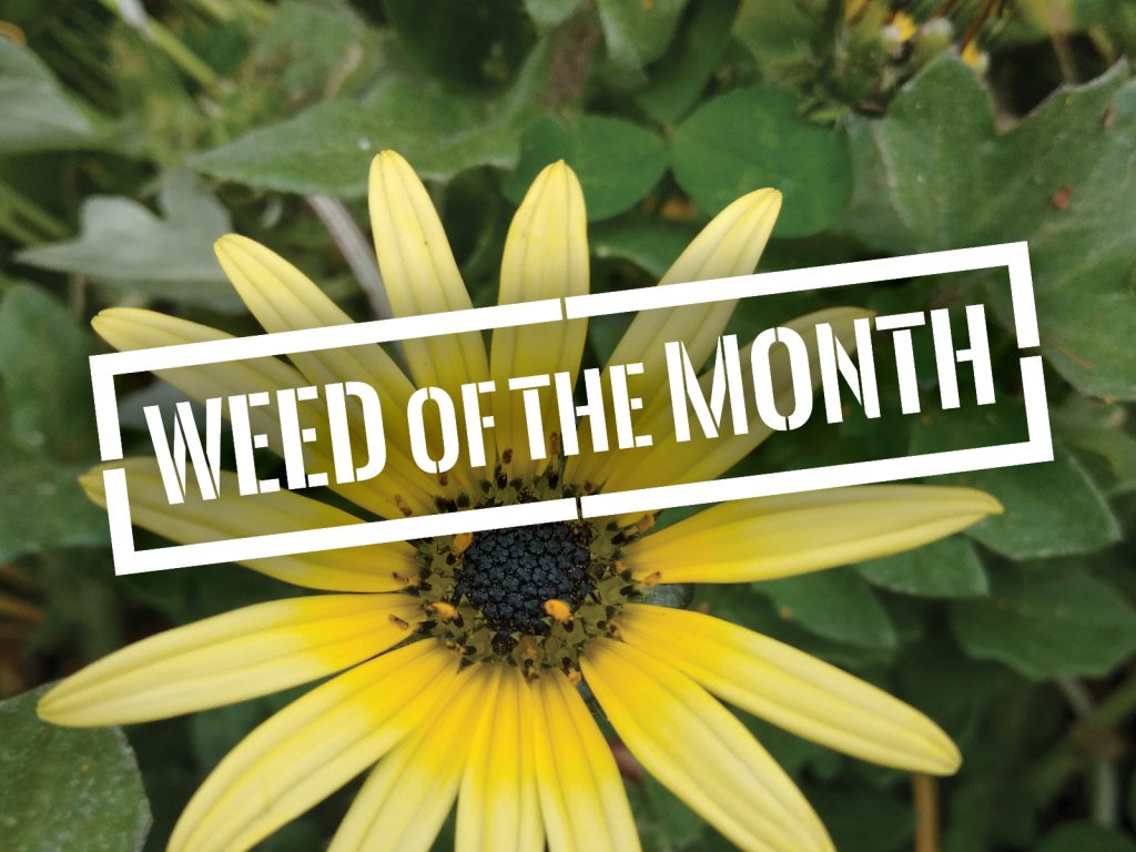 Close-up of a yellow daisy-like flower with a dark center, surrounded by green leaves. Overlaid text in a bold, white font reads Weed of the Month.
