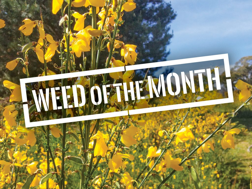 Yellow flowers in a field with the text WEED OF THE MONTH overlaid in bold white font. Trees and blue sky are visible in the background.