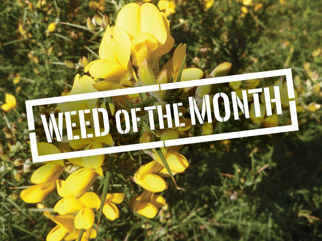 Yellow flowering gorse bush with text overlay Weed of the Month in bold, white letters across the center.