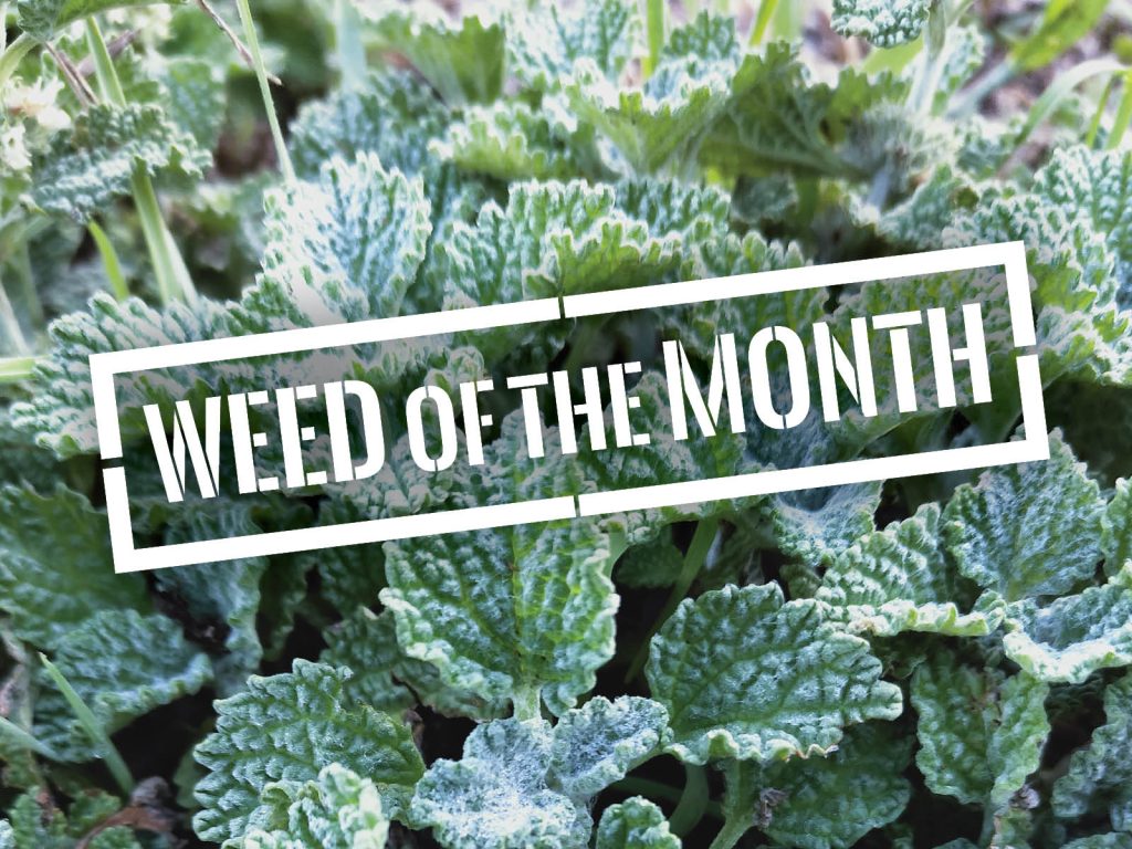 Close-up of green leaves with white text overlay reading WEED OF THE MONTH. The leaves have a textured, crinkled appearance with a mix of dark and light green shades.