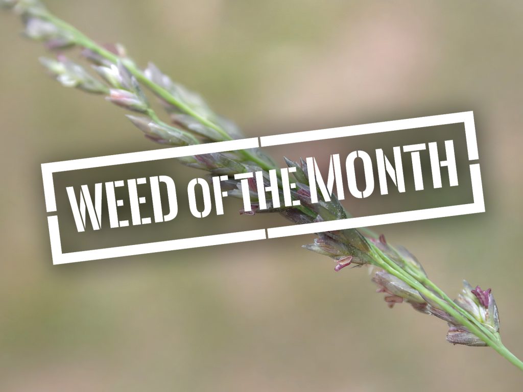 Close-up of a green grass-like plant with small purple buds. A white rectangular overlay features the text WEED OF THE MONTH in bold, stencil-style letters. The background is soft and blurred.