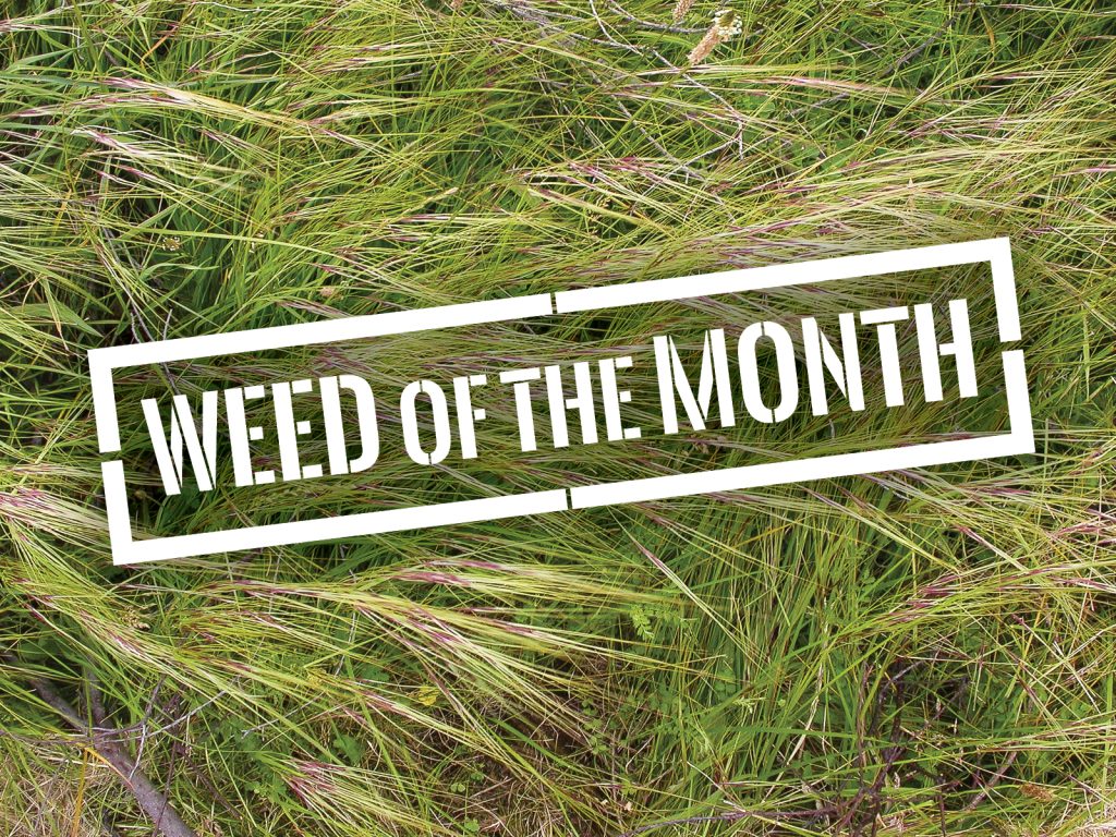 A patch of tall, green grass with seed heads swaying in the wind. Overlaid with a white, rectangular frame displaying the text Weed of the Month in bold, uppercase letters.