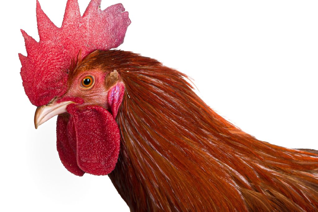 Close-up profile of a rooster with striking red feathers and a bright red comb and wattle, looking to the left against a plain white background.
