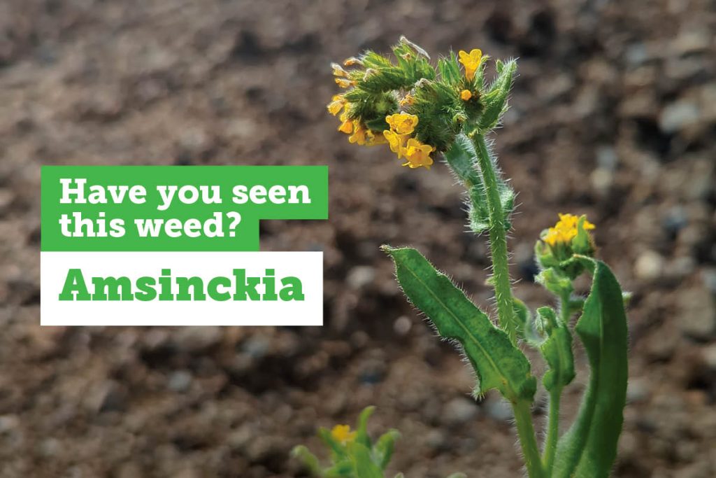Close-up of an Amsinckia plant with yellow flowers and fuzzy green stems. Text reads, Have you seen this weed? Amsinckia. The background is blurred soil.