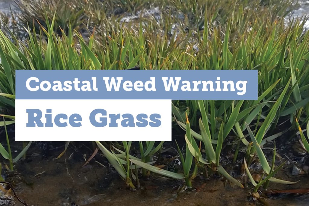 Close-up of green rice grass growing in coastal wetland soil, partially submerged in water. Overlaid text reads: Coastal Weed Warning - Rice Grass.