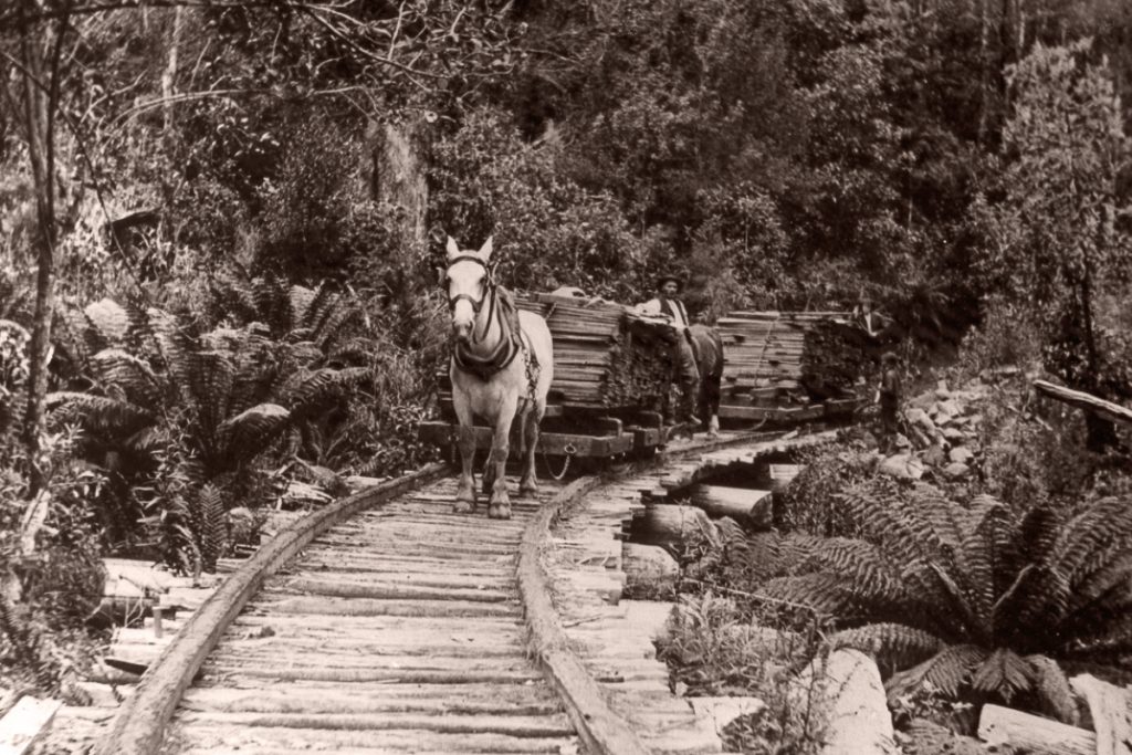 A black and white image shows a horse pulling a small train loaded with lumber along a narrow railway track through a dense forest. A man is sitting behind the stacks of wood. Lush foliage surrounds the area.