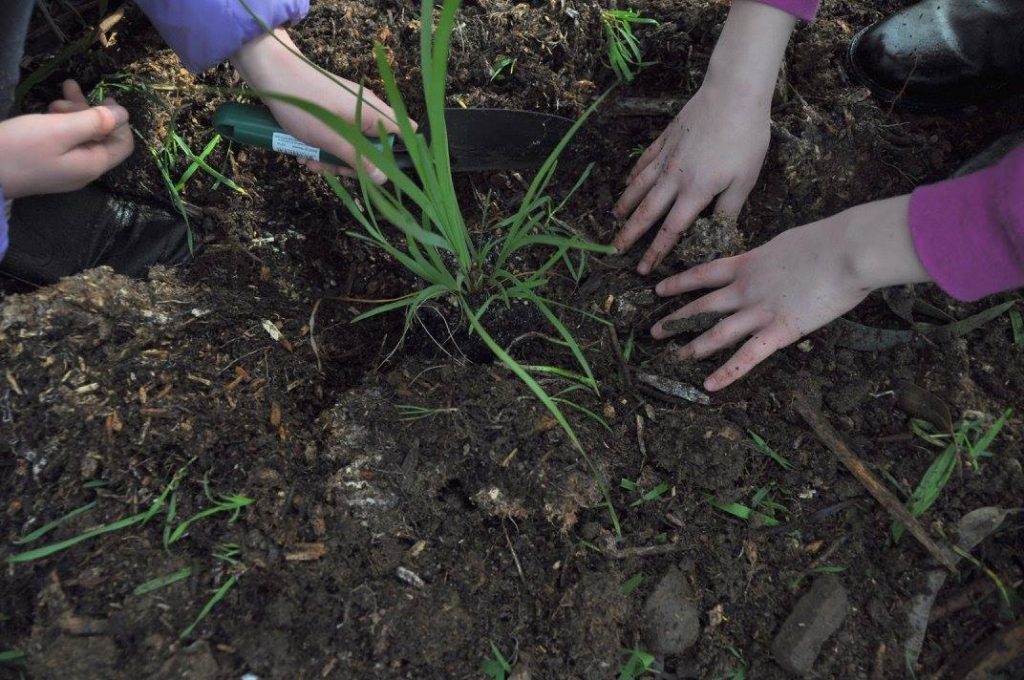 Two people planting a seedling in soil. One person holds a small gardening tool, while the other uses their hands to gently place the plant. Both wear casual clothing, and the soil has scattered green shoots and leaves.