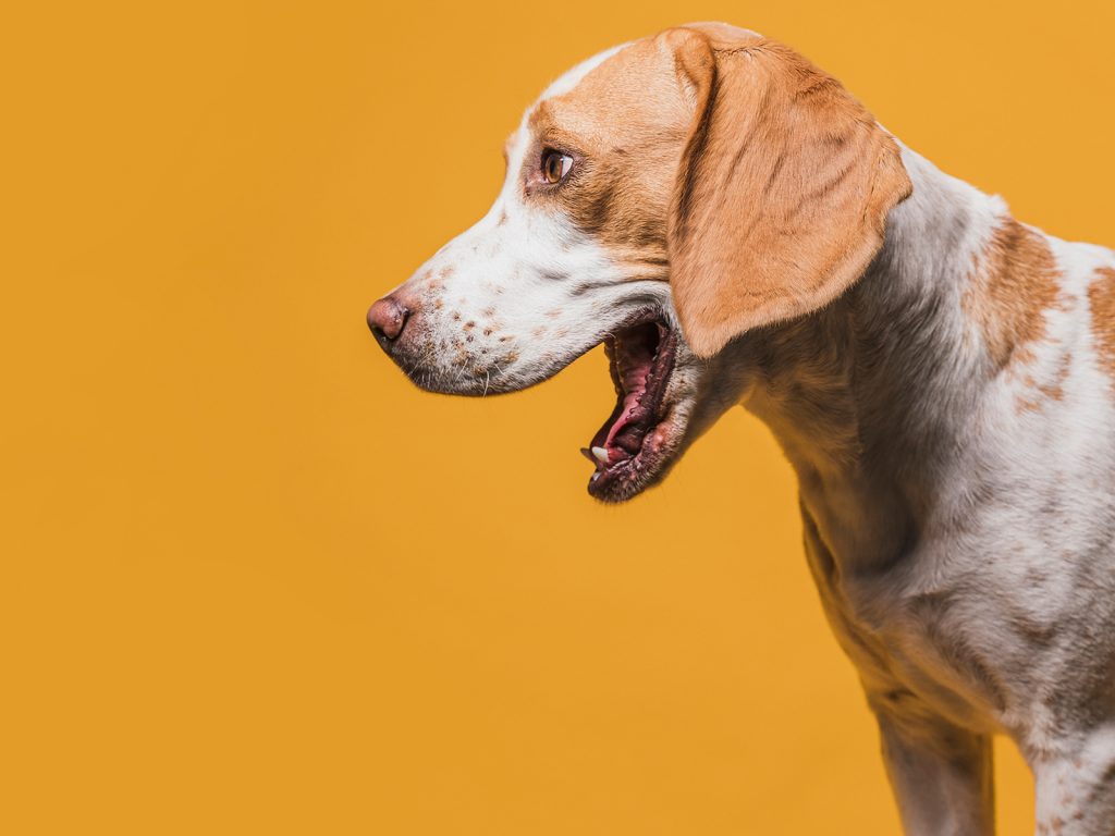 A brown and white dog with floppy ears is facing left, mouth open as if barking or yawning, against a vibrant orange background.