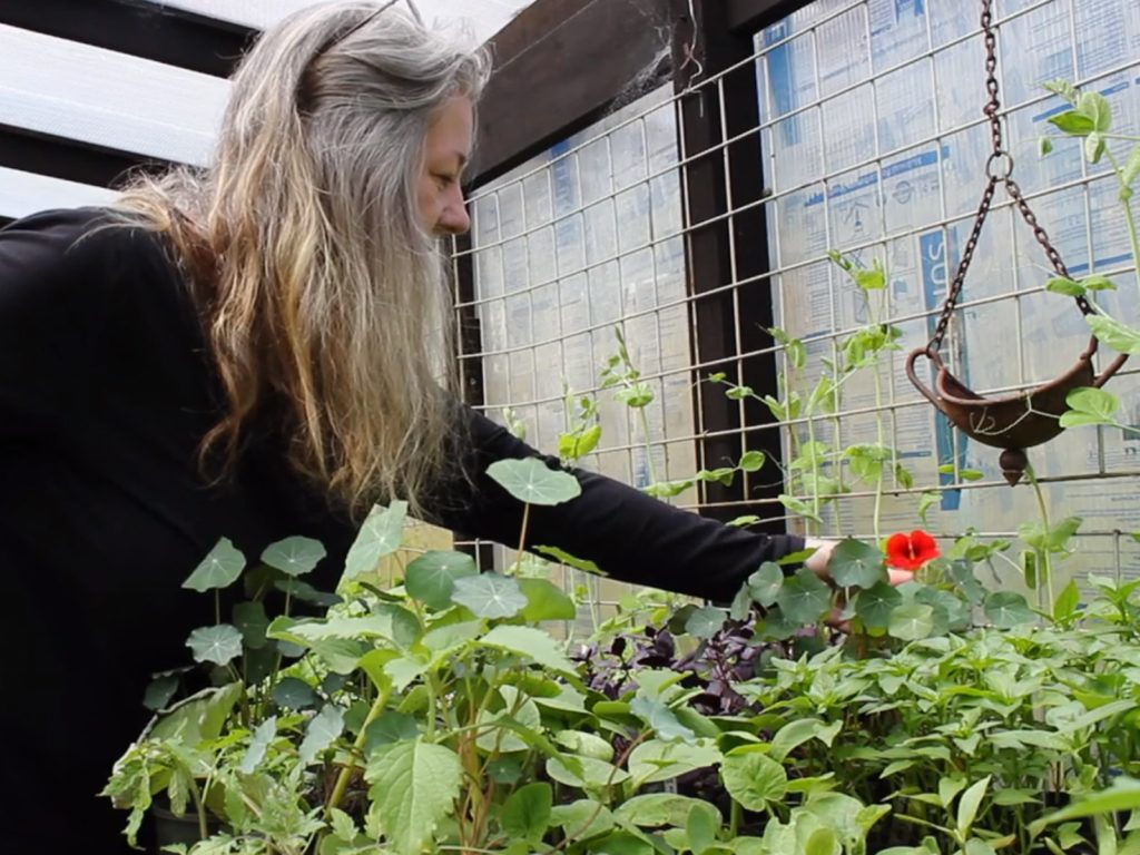 A person with long gray hair is tending to a variety of plants in a greenhouse. They are reaching towards a blooming red flower among the greenery, with a wooden structure and wire mesh in the background.
