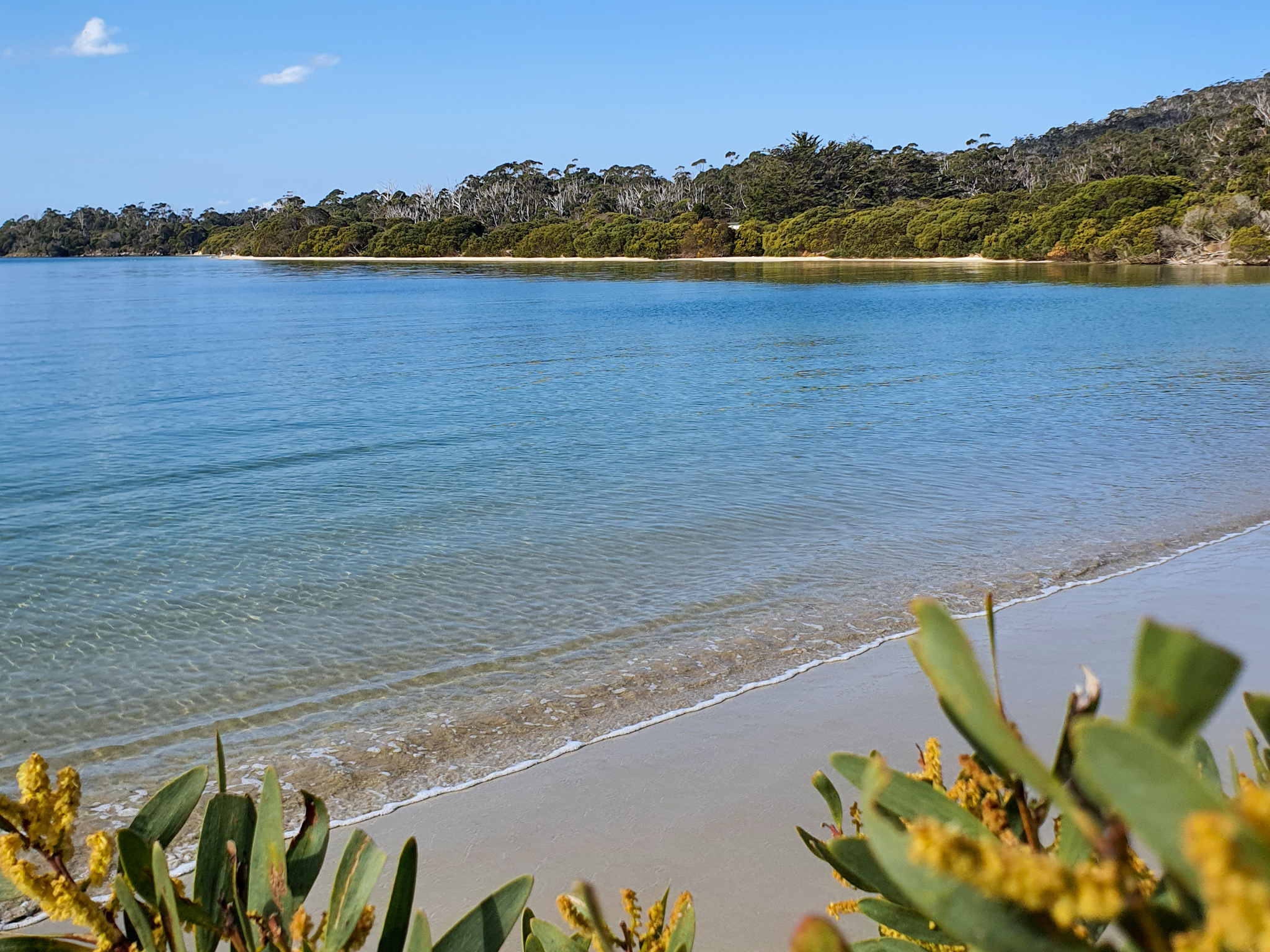 A tranquil beach scene with clear blue water gently lapping at the sandy shore. In the foreground, leafy green plants frame the image. The background features lush trees under a clear blue sky with a few small clouds.