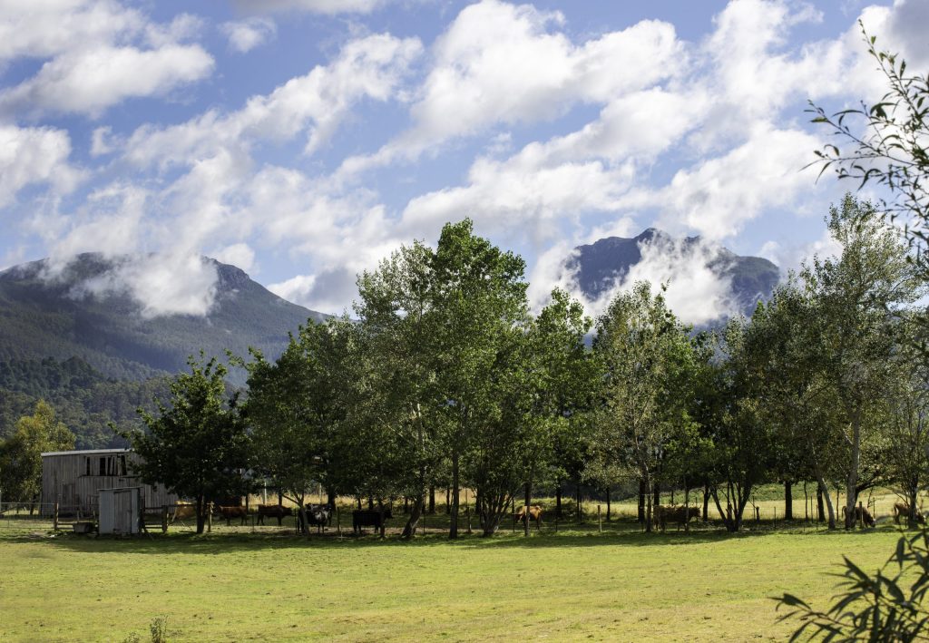 A serene landscape with a grassy field, a line of trees, and distant mountains partially covered by clouds under a blue sky. A small shed is visible to the left, with cows grazing behind the trees.