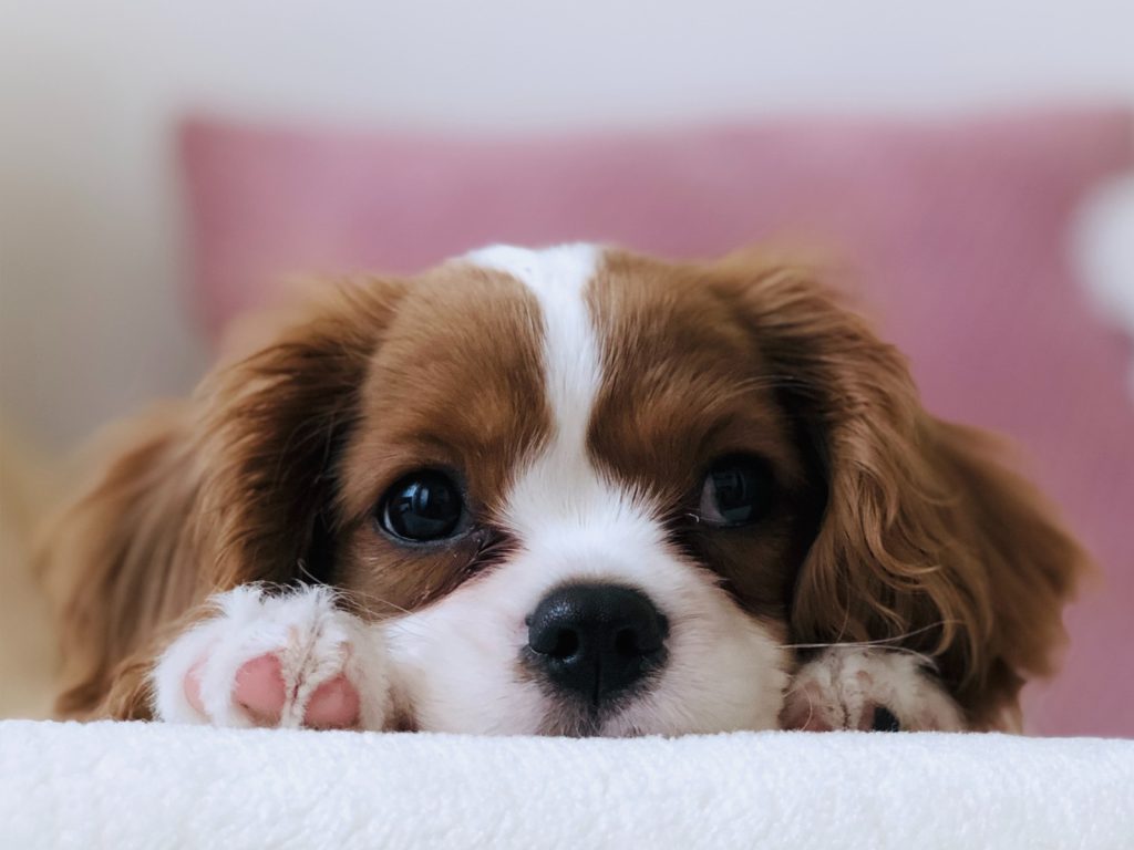 A close-up of a Cavalier King Charles Spaniel puppy lying down. Its head rests on its paws, and it gazes forward with big, curious eyes. The background is softly blurred, with hints of a pink and white pillow.