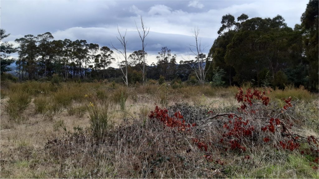 A natural landscape with dry grass and scattered bushes, including some with red leaves, under a cloudy sky. Tall trees with bare and leafy branches surround the area, hinting at a forest edge in the background.