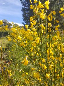 Yellow wildflowers bloom under a clear blue sky in a sunny field. Tall stems and small, vibrant flowers are surrounded by lush greenery, with trees in the background.