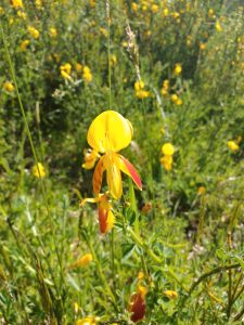 Close-up of a vibrant yellow and red wildflower in a sunny field. The background shows a blurred sea of similar flowers and green foliage, creating a bright, natural ambiance.