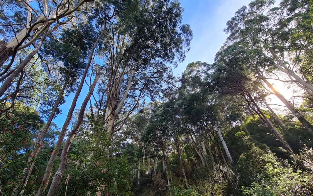 Tall trees with slender trunks and dense foliage rise toward a bright blue sky. Sunlight filters through the leaves, casting a gentle glow over the forest floor. Lush greenery adds to the serene, natural atmosphere.