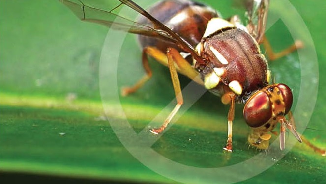 Close-up of a fruit fly on a green leaf, surrounded by a circular prohibition sign, indicating it as a pest. The fly has a striped brown and yellow body with translucent wings.
