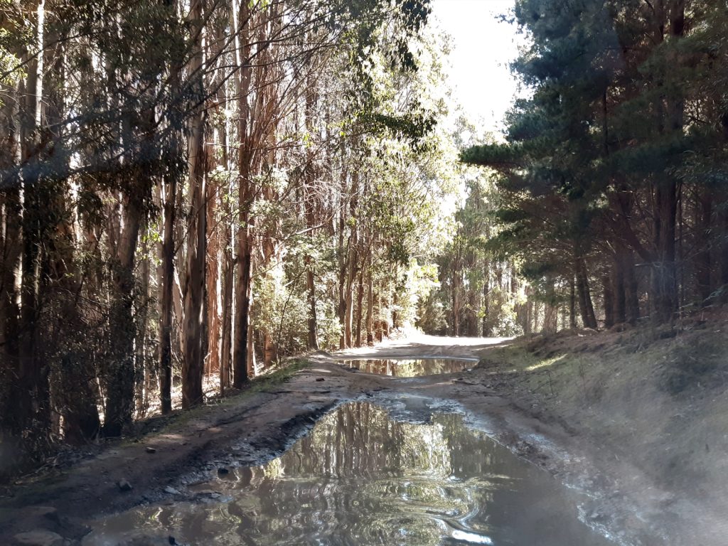 A muddy, tree-lined path with large puddles stretches through a dense forest. Sunlight filters through the trees, creating dappled light on the ground. The path appears rugged and natural, surrounded by tall, green foliage.