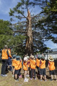 A group of children wearing orange vests and hats point upward at a tall, towering tree, accompanied by two adults. They are outdoors on a sunny day, and the tree has a thick trunk with branches extending widely.