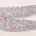 A collage depicting a dragonfly with wings made of colorful, translucent mosaic pieces. The vibrant hues include pastels like pink, blue, yellow, and green, creating a delicate and artistic appearance against a white background.