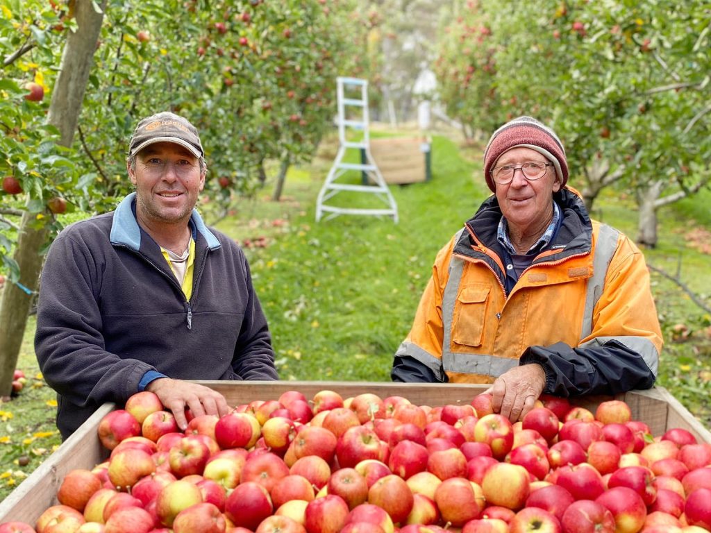 Two men in casual and work attire stand beside a large crate filled with red apples in an orchard. Trees laden with apples are visible in the background, and a ladder is positioned among the trees.