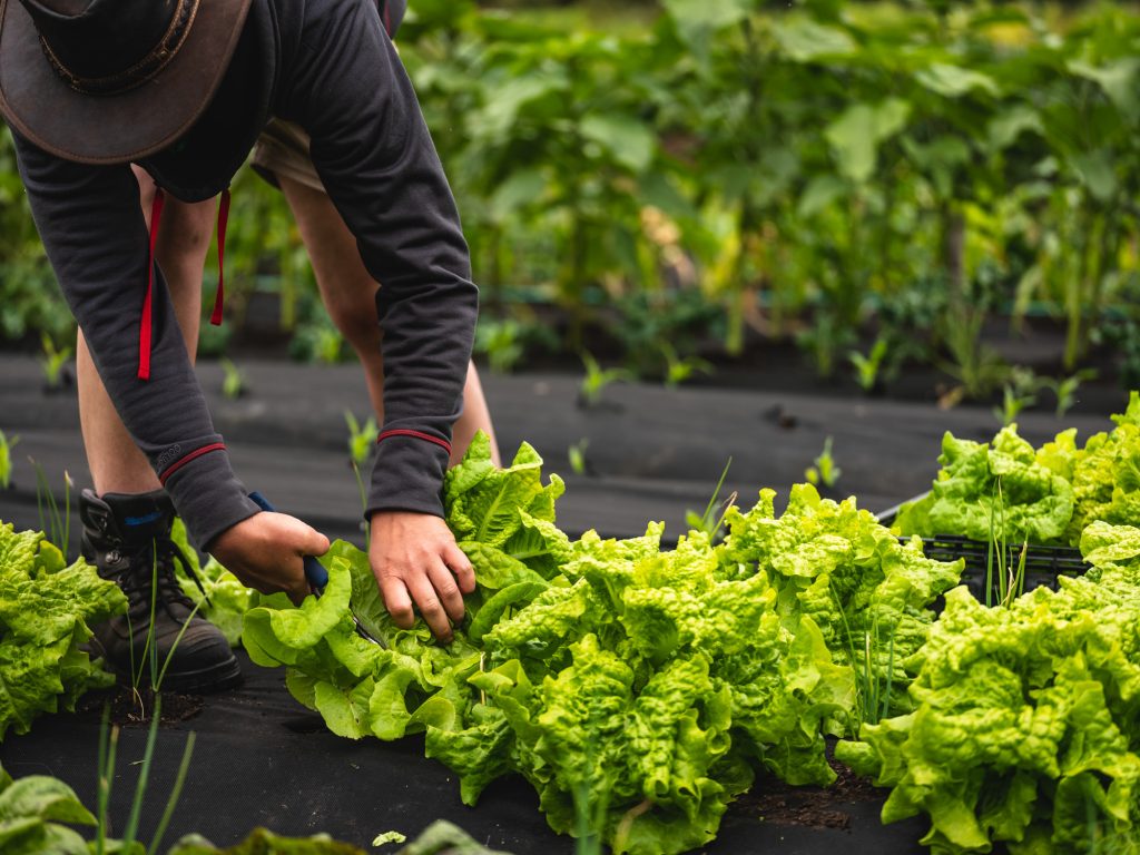 A person wearing a hat and dark clothing tends to a row of bright green lettuce plants in a garden. The garden soil is covered with a black material, and other leafy plants are visible in the background.