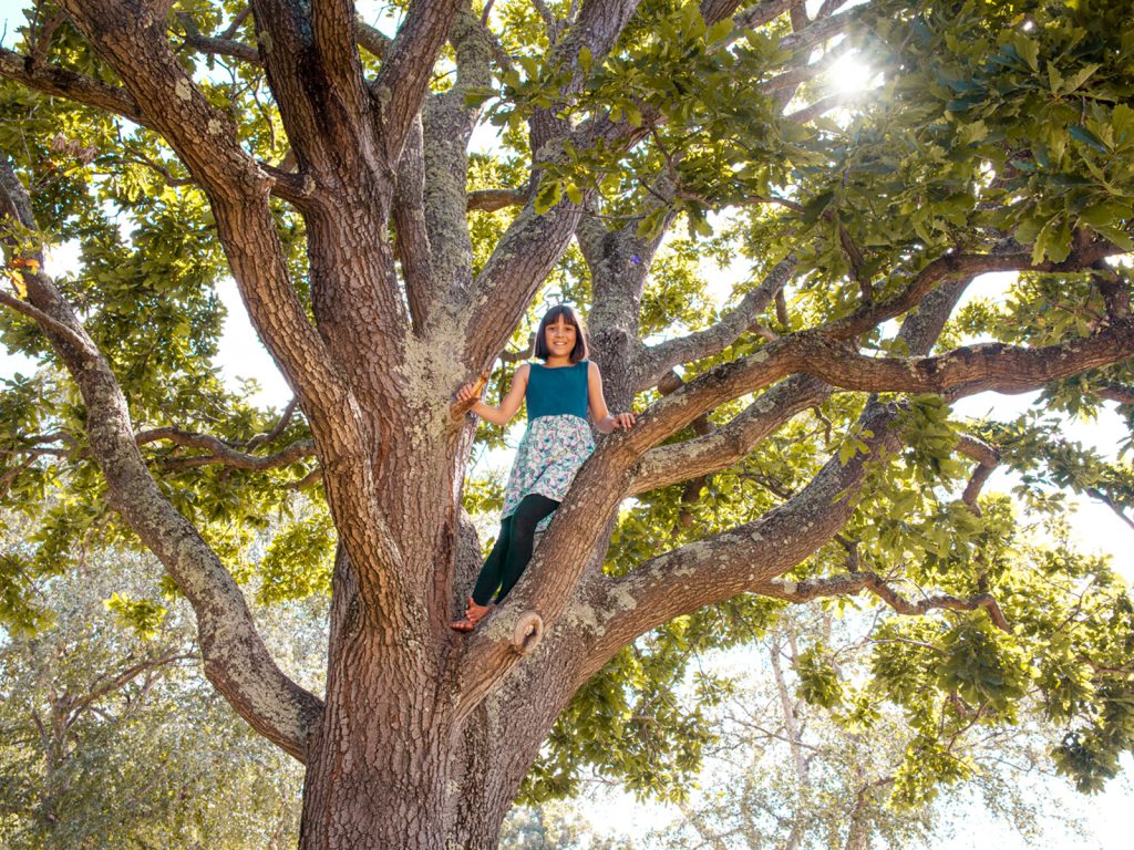 A person wearing a green top and patterned pants is sitting on a large tree branch amid lush green leaves. Sunlight filters through the foliage. The tree has a thick trunk and numerous branches extending outward.