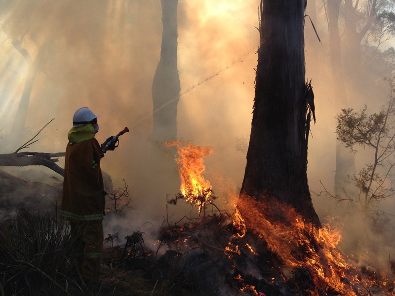 A firefighter in protective gear hoses down flames at the base of a large tree during a forest fire. Smoke fills the air, creating a hazy backdrop, while scattered vegetation burns in the foreground.