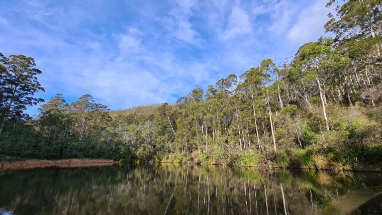 A serene lake reflects a dense forest under a partly cloudy sky. Tall trees line the edge of the water, and the lush greenery contrasts with the bright blue sky, creating a peaceful natural landscape.