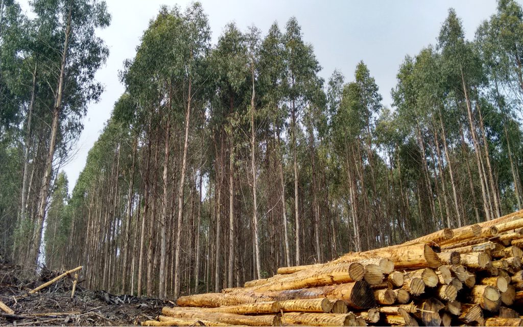 A dense forest of tall trees under a cloudy sky is shown next to a large stack of freshly cut logs in the foreground.