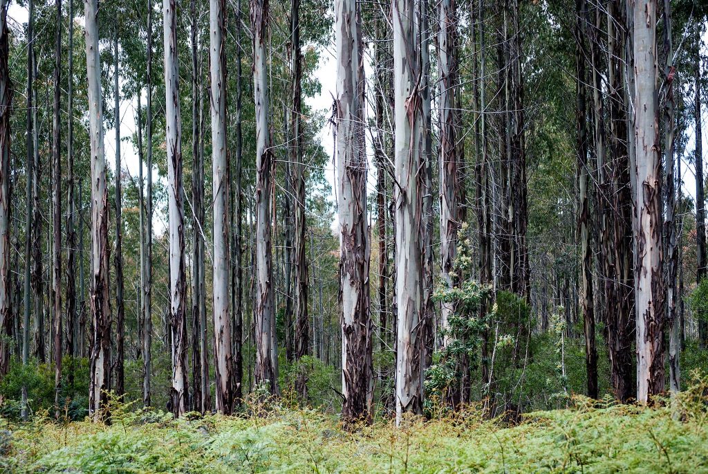 A dense forest of tall eucalyptus trees with slender trunks and peeling bark stands amidst lush green undergrowth. The foliage is predominantly green, providing a vibrant and serene natural scene.