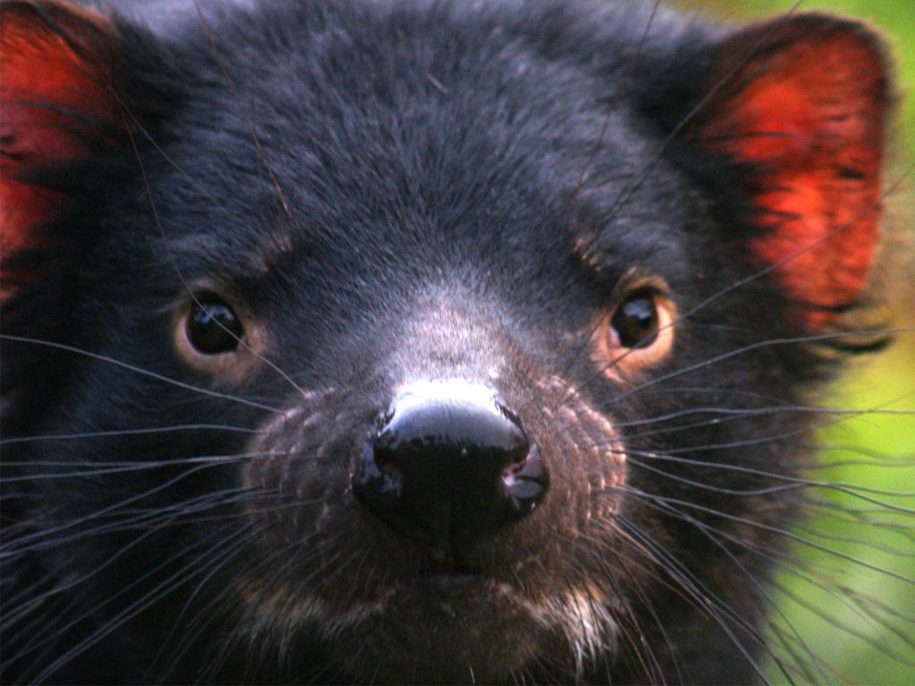 Close-up of a Tasmanian devil with a wet nose, dark eyes, and reddish ears. Its black fur contrasts against the blurred green background. The expression is inquisitive, highlighting its distinctive features.