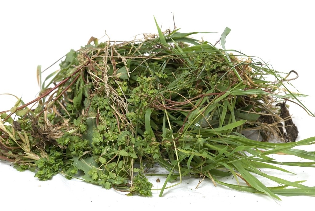 A pile of various garden weeds including grass and leafy stems, isolated on a white background. The mix of green leaves and dried brown stems shows a typical assortment of garden clippings.