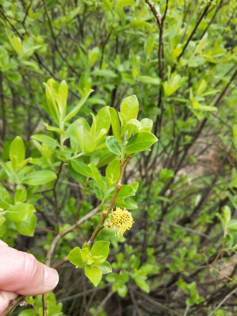A hand holds a branch with vibrant green leaves and a cluster of small yellow flowers. The background is filled with similar leafy vegetation, suggesting a lush outdoor setting.