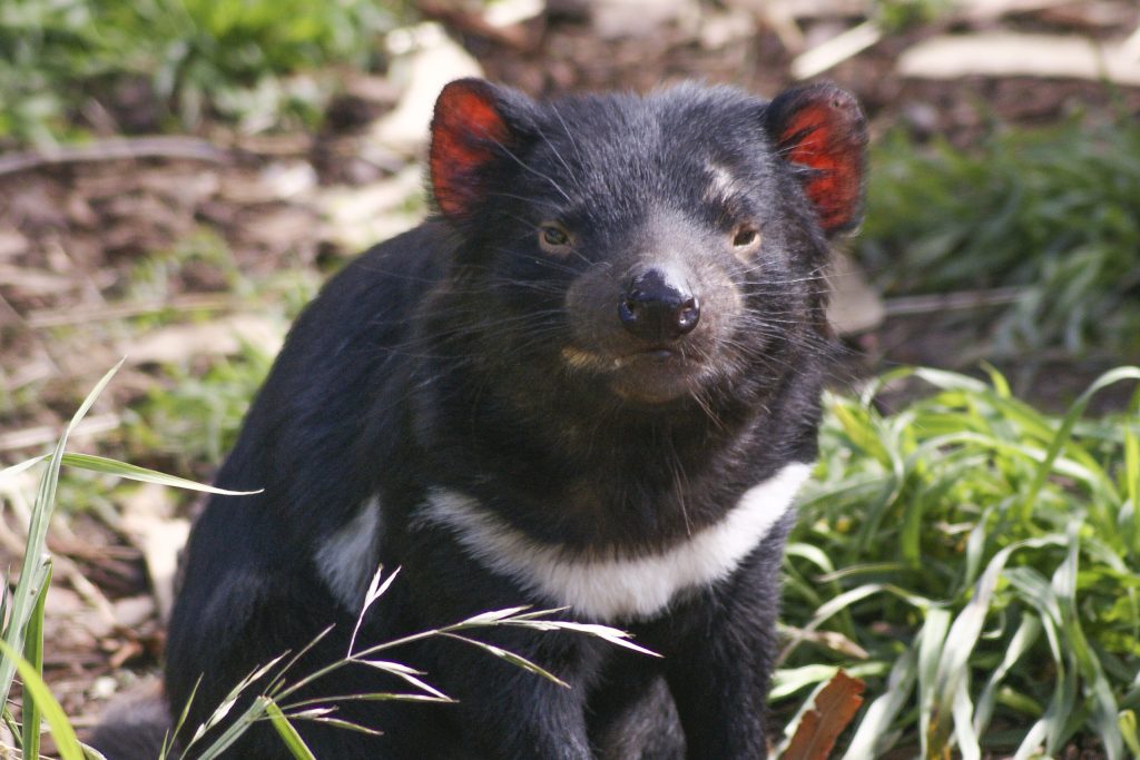 A Tasmanian devil standing on the ground, surrounded by grass. It has black fur with white patches on its chest and neck, and reddish ears. Its eyes are focused forward, and it is in a natural outdoor setting.