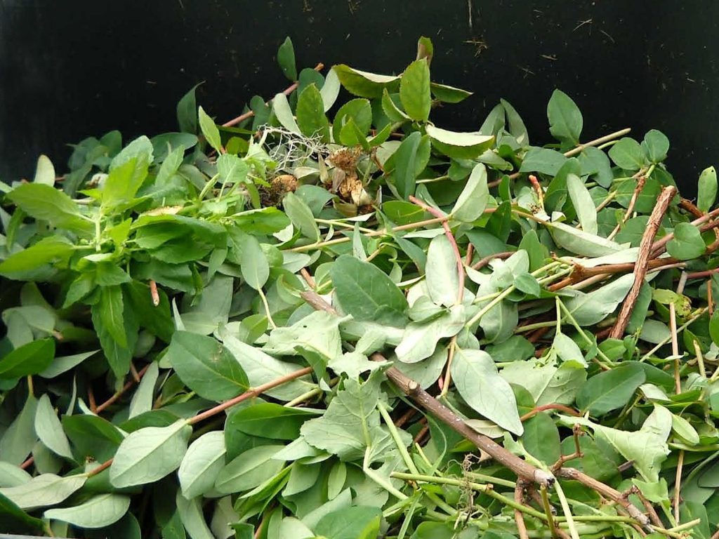 A pile of fresh green leaves and thin brown twigs against a dark background. The leaves are varied in size, and some small dried flowers are visible among the foliage.