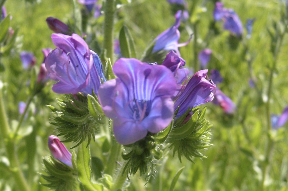 Close-up of purple wildflowers blooming in a grassy field. The bright flowers have delicate petals with a hint of blue, surrounded by green stems and foliage, against a blurred natural background.