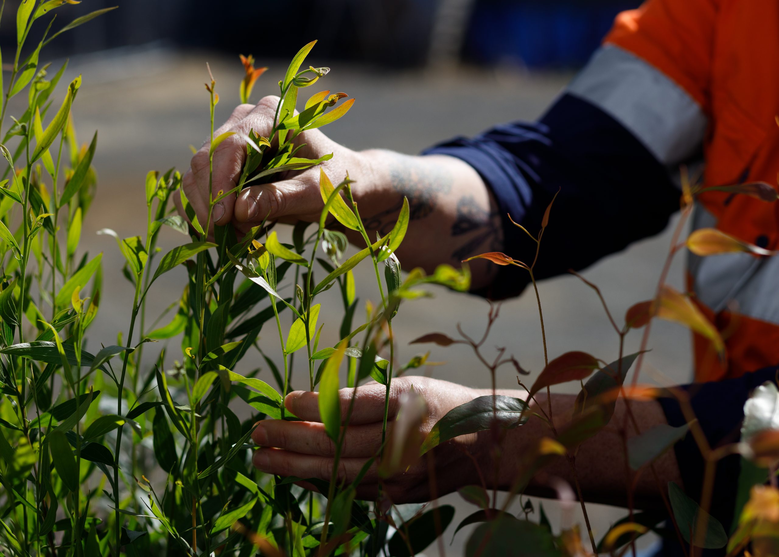 A person wearing a bright orange, reflective uniform tends to green plants outdoors. Their hands gently handle the leaves, and a tattoo is visible on their wrist. The background is blurred, focusing attention on the plants and hands.