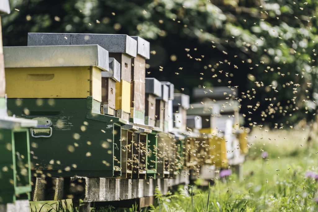 A row of colorful beehives stands in a grassy field, surrounded by a swarm of bees. The lush backdrop features green foliage and purple flowers, set against a bright, sunny day.