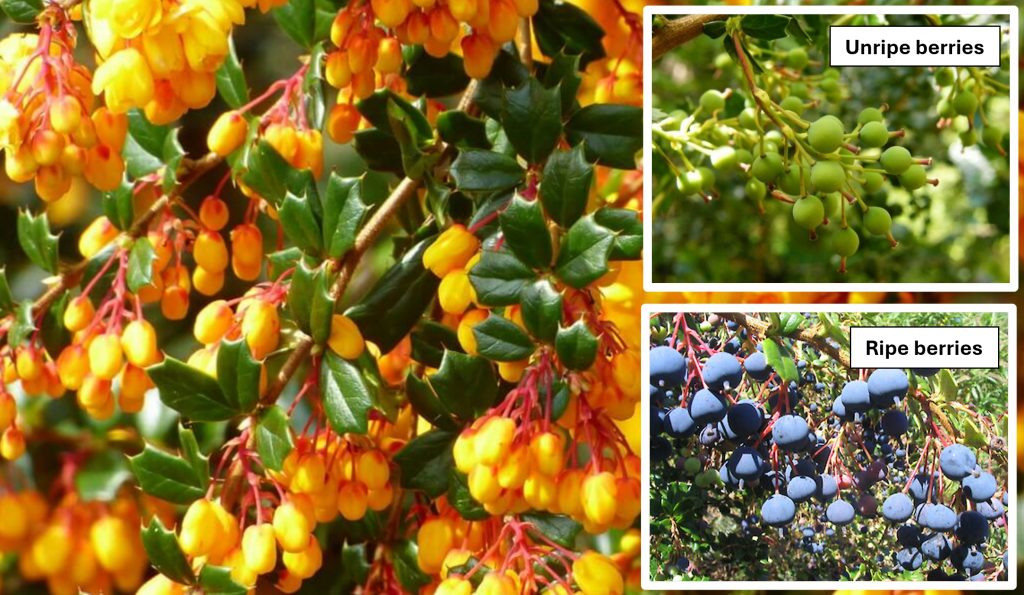 Close-up of bright yellow berries on lush green foliage. Inset images show stages of ripening: top shows green unripe berries, bottom displays dark purple ripe berries. Labels indicate each stage.