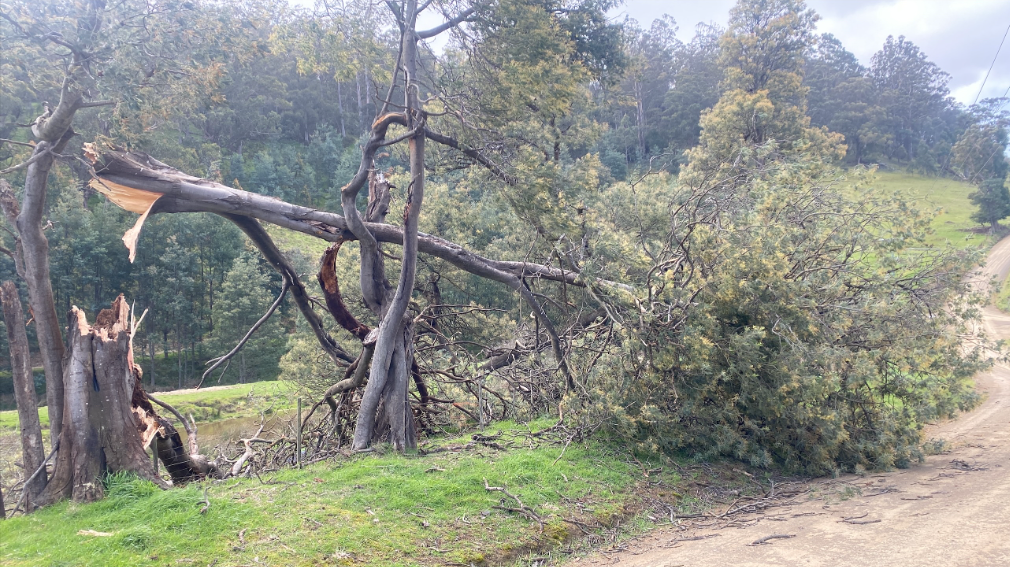 A large, uprooted tree lies across a grassy hillside next to a dirt path. The trees trunk is split, and branches are scattered. In the background, there is a forest of dense, green trees under a cloudy sky.
