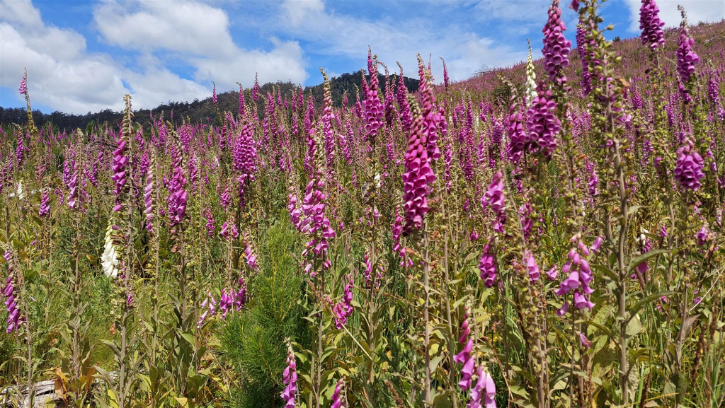 A field of tall, purple foxglove flowers in bloom under a blue sky with scattered clouds, with a forested hill visible in the background.