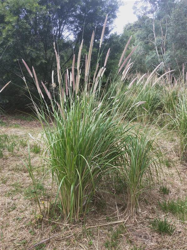 A clump of tall green grass with long, narrow leaves and upright, feathery flower spikes growing in an outdoor, grassy area, with trees and bushes in the background.